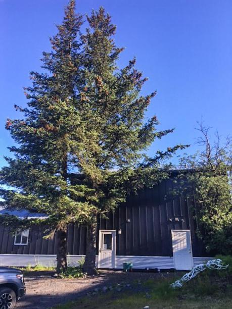 The Vue B&B Seward Eksteriør billede